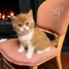 SOLD Logan the Red Bicolor British Shorthair