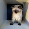 Seal Point Ragdoll Kittens (Female and Male)