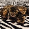 TICA bengal kittens new litter  Available