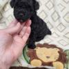 Male toy poodle for sale