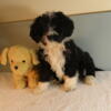 Beautiful Standard Bernedoodle Puppy for sale