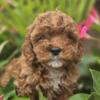 Cavapoo puppies puppy cavalier King Charles poodle mix