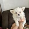 Adorable female maltipoo puppy available