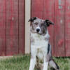 Blue Merle Border Collie Puppy
