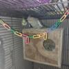 Cockatiel pairs available