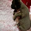 7 Week Old Fluffy French Bulldog Females For Sale