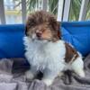 Toy Aussiedoodle -pay at pick up-