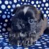 AKC Shih Tzus Puppies (both males) ~ Ready for their forever homes!