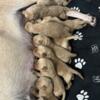 AKC Registered American Labrador Retriever Puppies