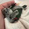 Black Capped Conure babies - 2 available