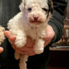 Beautiful male toy poodle