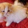 Persian kitten in Florida male and   female kitten $799 ready now  