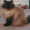 Beautiful sealpoint himalayan looking for rehome