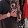 4 pocket Bully pups available NOW