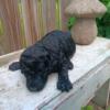 F1b labradoodles, vet checked,utd on June 6th, micro chipped and trupanion insurance included