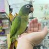 Hand Raised Blue Crown Conures