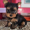 Searching for a AKC 3-4 lbs full grown male Yorkshire Terrier