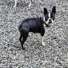 Intact Boston Terrier female 1 year old