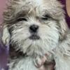 Shihtzu puppies and young adults available