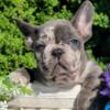 $3,300 Blue Merle Quina - beautiful French Bulldog puppy for sale.