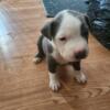 Pitbull puppies for sale PURE BREED