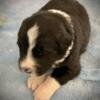 Bernefie Puppies for Sale Wentzville Missouri