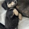 AKC long hair mini dachshund puppies with champion lines