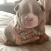 Micro Bully Puppies available