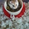 Female Robo Hamster for Adoption!