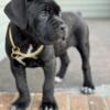 Cane corso puppies Iccf papers