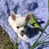 Akc chihuahua smoothcoat white with blonde spots female
