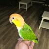 Female White Bellied Caique