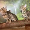 Alluring Bengal kittens