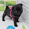 Very Small Black Female Pug Puppys - Champion Lines Health Tested! - Ready June 1st and 2nd!