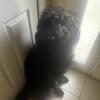 1 year old male labradoodle