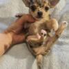 Chihuahua puppies:  2 boys