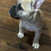 Frenchie/Micro bully Male