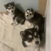Pomsky Puppies Male 14weeks