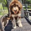 F1b beautiful Goldendoodle Pups ready now!