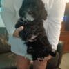 Sweet Sweet Shih Poo puppies ready NOW