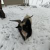 Male Fainting goats for sale