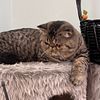 EXOTIC SHORTHAIR MALE. I am eagerly waiting to meet you
