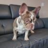 Frenchies for sale2 Male and 1 female