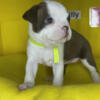 Lilly is a very sweet little female red & white Boston Terrier puppy.
