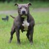 Adult female bully 200 abkc about to be in heat