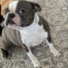 Blue Brindle Adult female BOSTON TERRIER proven breeder of two litters.