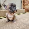 French Bulldog Puppy Female Rehome for 150