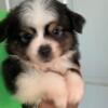 Minature Aussie pup Registered