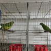 Superb parrot (barrabands)