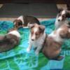Sable Sheltie Pups, 10 weeks old, West Michigan - $1,500